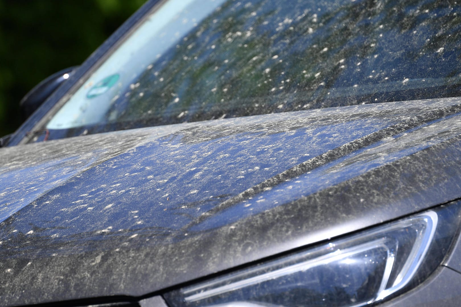 Blütenstaub und Harz setzen dem Lack zu: Parken Sie deshalb nicht zu häufig und lange unter Bäumen.