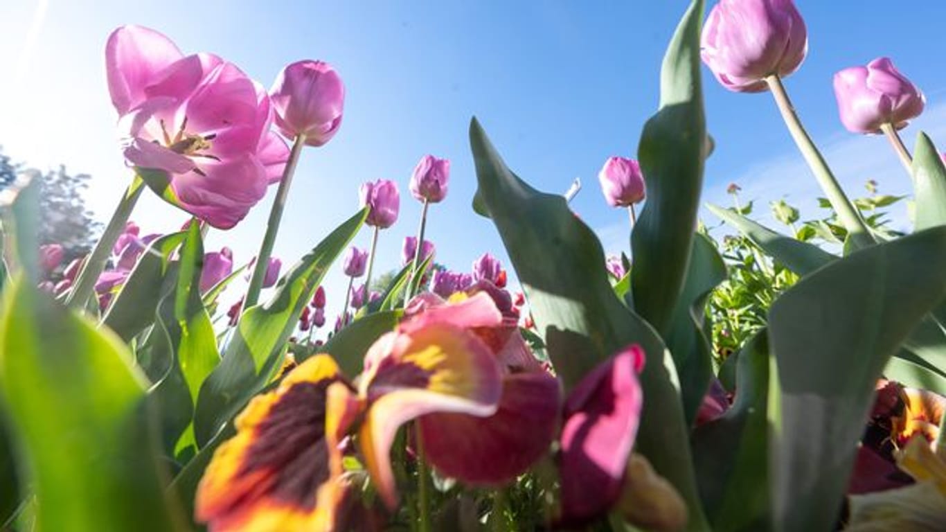 Tulpen und Stiefmütterchen blühen in einem Beet