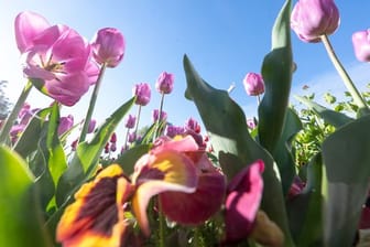 Tulpen und Stiefmütterchen blühen in einem Beet