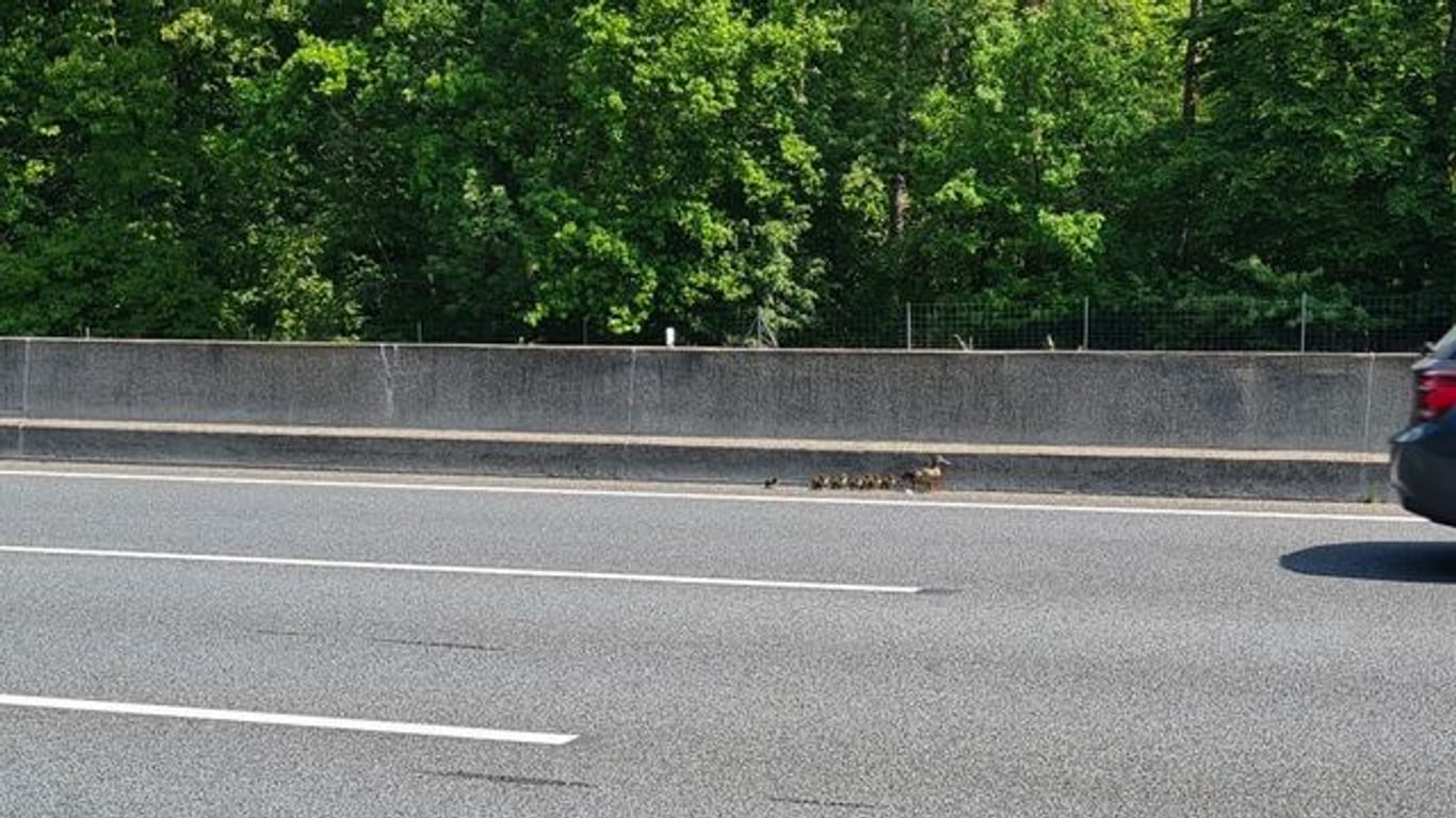 Entenfamilie auf Standstreifen von Autobahn unterwegs