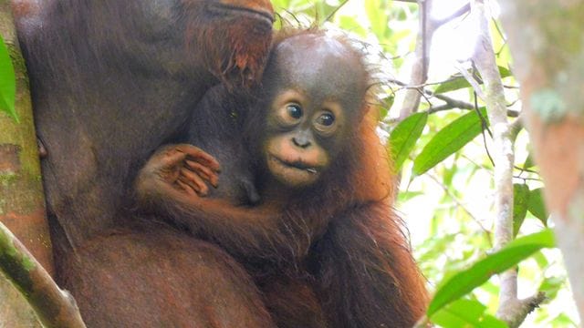 Bislang ist noch unklar, ob es sich bei dem Baby von Orang-Utan Ajeng um ein Mädchen oder einen Jungen handelt.