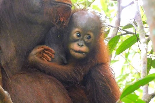 Bislang ist noch unklar, ob es sich bei dem Baby von Orang-Utan Ajeng um ein Mädchen oder einen Jungen handelt.