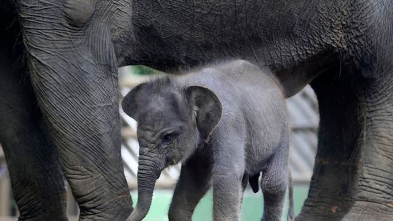 Der Sumatra-Elefant Lanang sucht die Nähe seiner Mutter Terry im Zoo von Bali.
