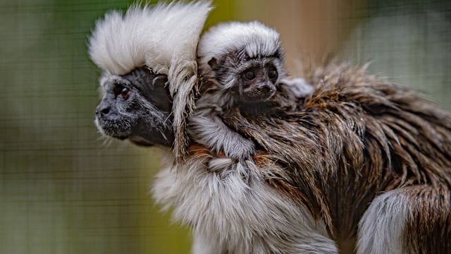 Das kleine Affenbaby auf dem Rücken seiner Mutter im Zoo in Cheshire. Das kleine Affenbaby auf dem Rücken seiner Mutter im Zoo in Cheshire.