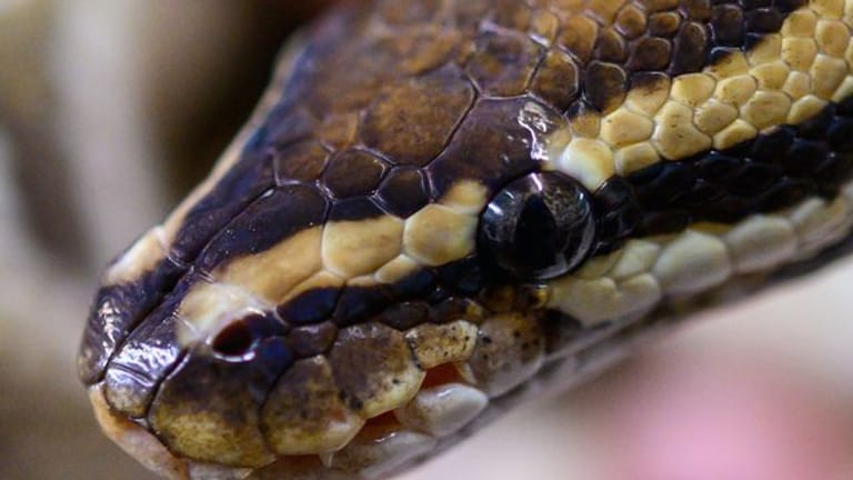 Pythons sind ungiftig und töten ihre Beute dadurch, dass sie sie umschlingen.