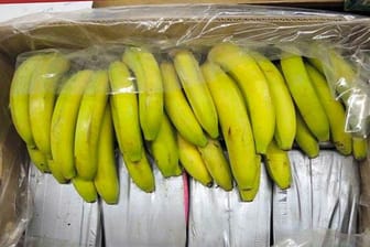 In Bananenkisten aus Ecuador sichergestelltes Kokain.