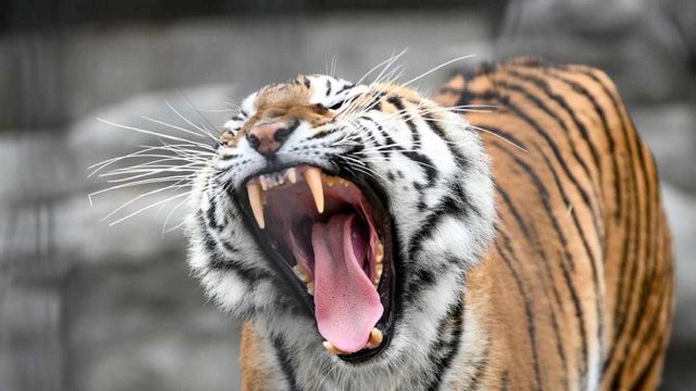 In Indonesien tötet ein Tiger wie dieser einen Tierpfleger.