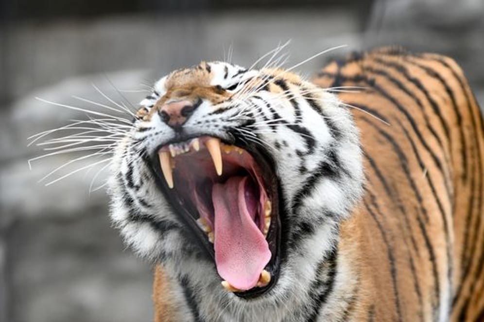 In Indonesien tötet ein Tiger wie dieser einen Tierpfleger.