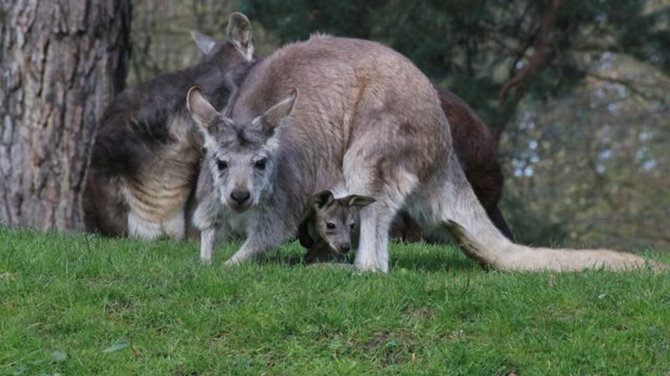 Ein kleines Känguru-Junges blickt aus dem Beutel seiner Mutter in die Welt.