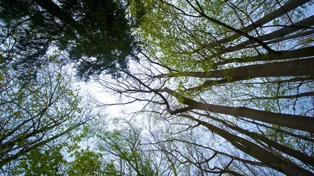 "Umbau" nötig: Der Borkenkäfer bedroht Deutschlands Wälder.