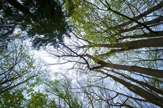 "Umbau" nötig: Der Borkenkäfer bedroht Deutschlands Wälder.