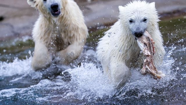 Die Eisbär-Zwillinge Kaja und Skadi toben herum.