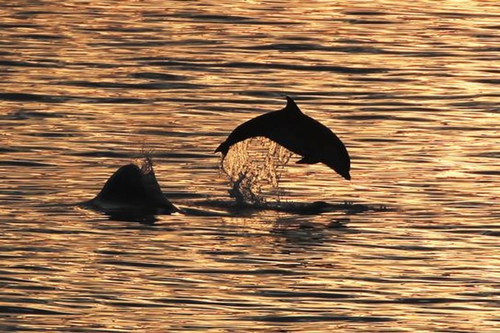 Delfine im Abendlicht: Angesichts ihres hervorragenden Gehörsinns sind die Meeressäuger in der Lage, Minen und andere potenziell gefährliche Gegenstände aufzuspüren.
