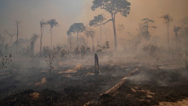 Rauch steigt bei einem Brand im Amazonas-Gebiet auf.