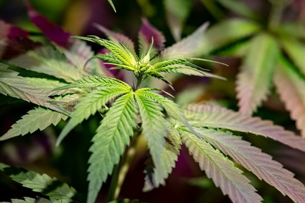 Eine Hanfpflanze: In Marokko hat die Polizei 31 Tonnen Cannabis beschlagnahmt.