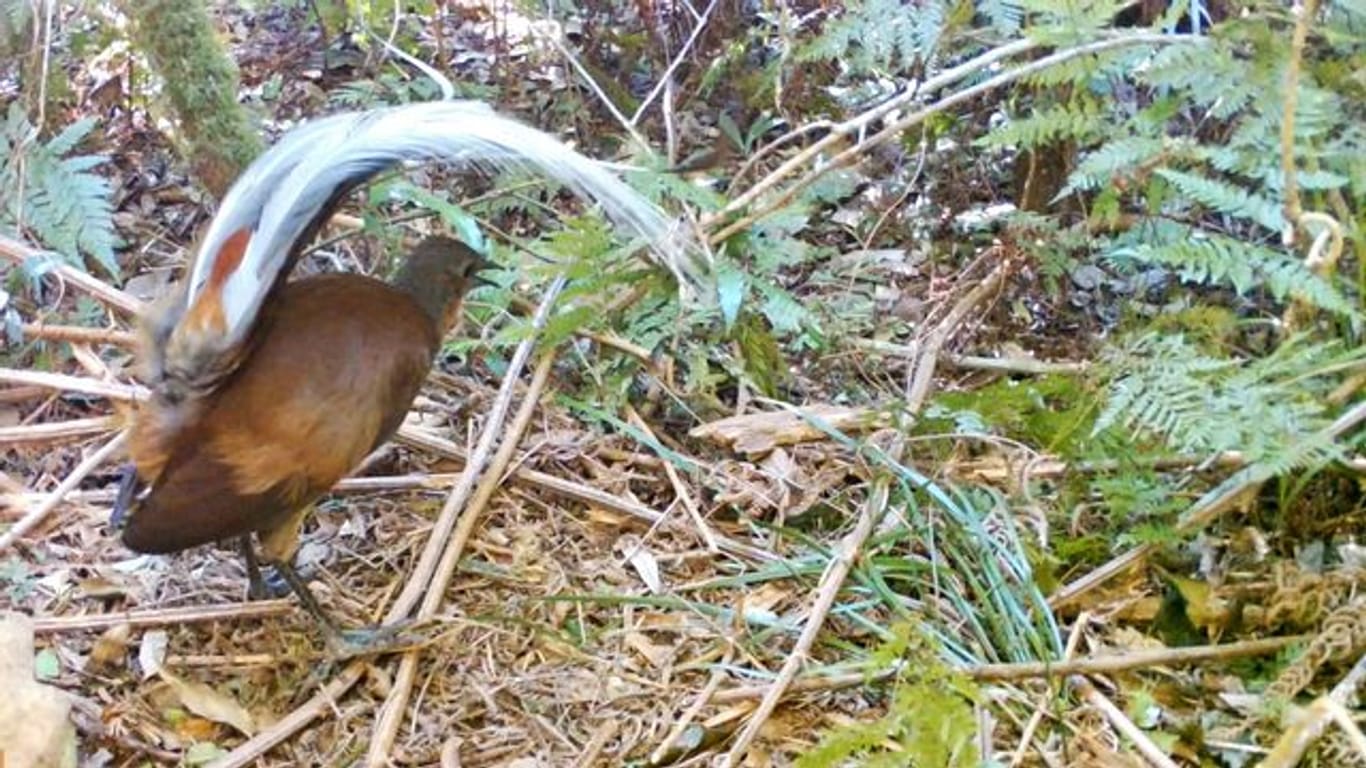 Um Weibchen zu beeindrucken, komponieren männliche Leierschwänze eigene Liedsequenzen.