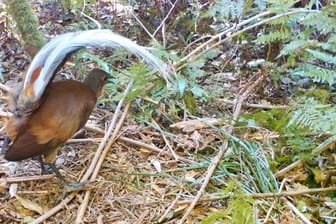 Um Weibchen zu beeindrucken, komponieren männliche Leierschwänze eigene Liedsequenzen.