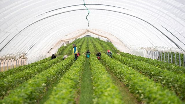 Eröffnung Erdbeersaison Mecklenburg-Vorpommern