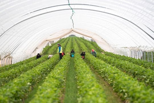 Eröffnung Erdbeersaison Mecklenburg-Vorpommern