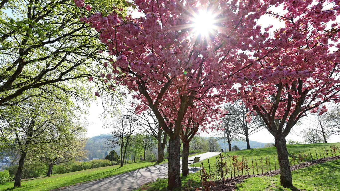 Kirschblüten und Sonnenschein: In der ersten Maiwoche ist das Wetter in Deutschland geteilt.