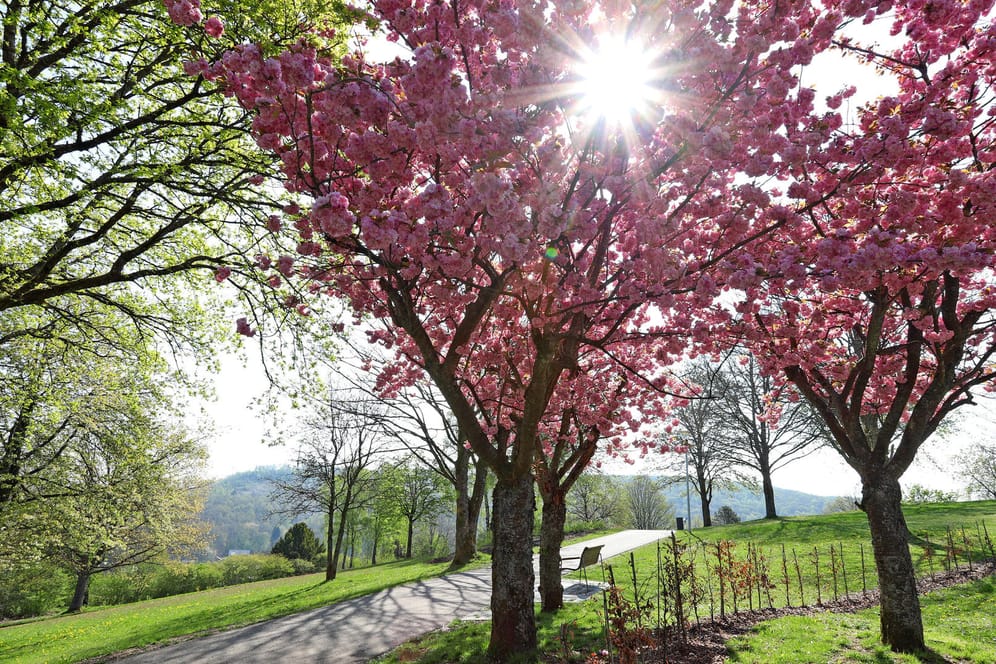 Kirschblüten und Sonnenschein: In der ersten Maiwoche ist das Wetter in Deutschland geteilt.