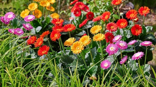 Erhältlich unter dem Aktionsnamen "Sunny Sisters": Diese Garten-Gerbera hat der Bayerische Gärtnerei-Verband zu seiner "Pflanze des Jahres 2022" gewählt.