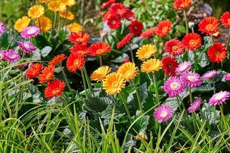 Erhältlich unter dem Aktionsnamen "Sunny Sisters": Diese Garten-Gerbera hat der Bayerische Gärtnerei-Verband zu seiner "Pflanze des Jahres 2022" gewählt.