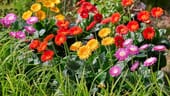 Erhältlich unter dem Aktionsnamen "Sunny Sisters": Diese Garten-Gerbera hat der Bayerische Gärtnerei-Verband zu seiner "Pflanze des Jahres 2022" gewählt.