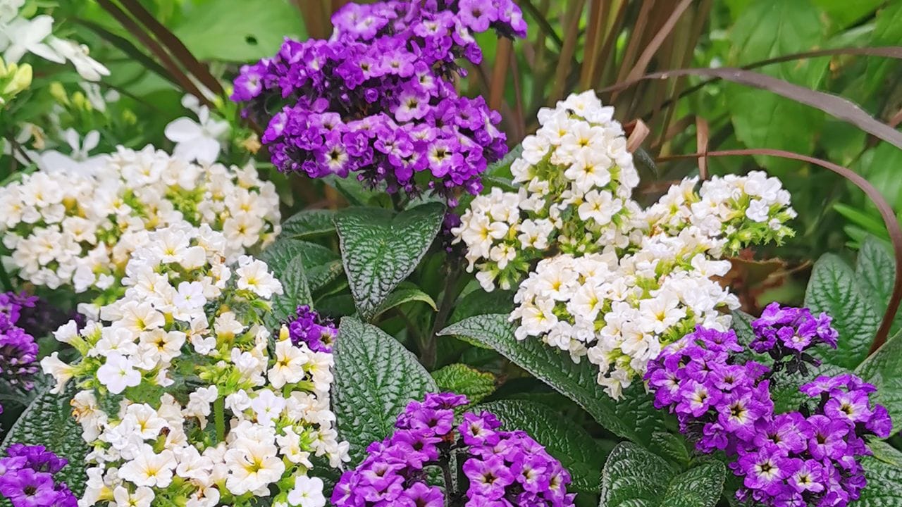 Die Schmetterlings-Vanille hat der Gartenbauverband Baden-Württemberg-Hessen die Sommerpflanze zu seiner "Balkon- und Beetblume des Jahres 2022" gewählt.