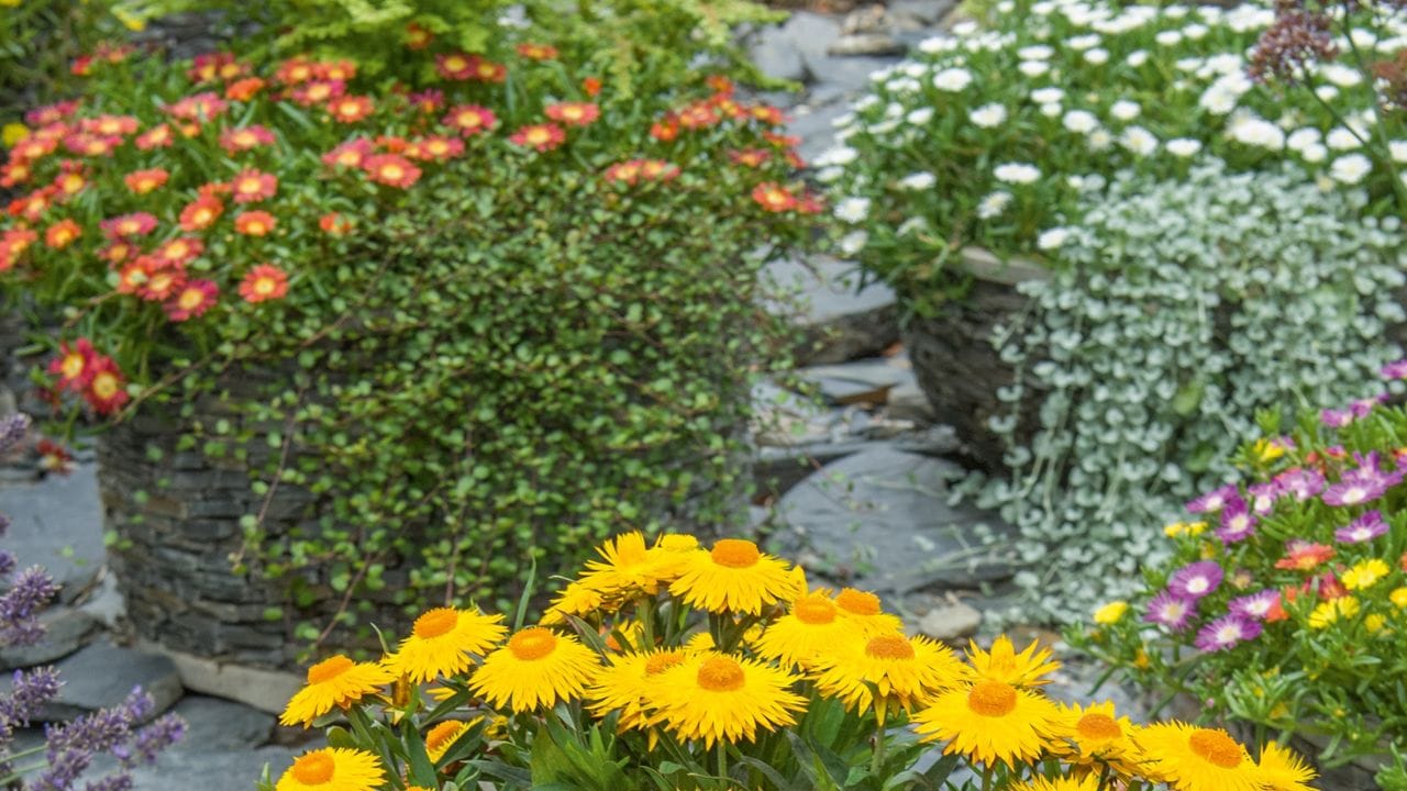 So strahlend wie die Sommersonne: Die "Balkonpflanze des Jahres" des Landesverbands Gartenbau Rheinland-Pfalz ist die neu gezüchtete Sorte 'Sonnentänzer' der Gartenstrohblume.