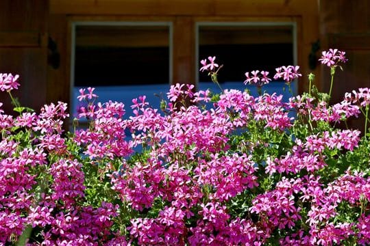 lütenzauber am Balkon: Damit Geranien lange halten, brauchen sie viel Sonne und Wasser sowie ausreichend Nährstoffe.