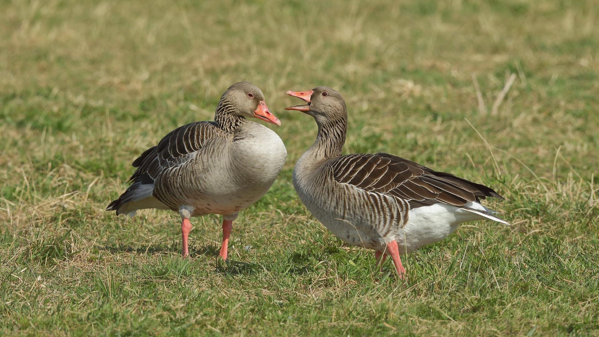Ein Graugans-Pärchen auf einer Grünfläche (Symbolbild): Die Vögel nehmen immer wieder neue Lebensräume ein. Ein Graugans-Pärchen auf einer Grünfläche (Symbolbild): Die Vögel nehmen immer wieder neue Lebensräume ein.
