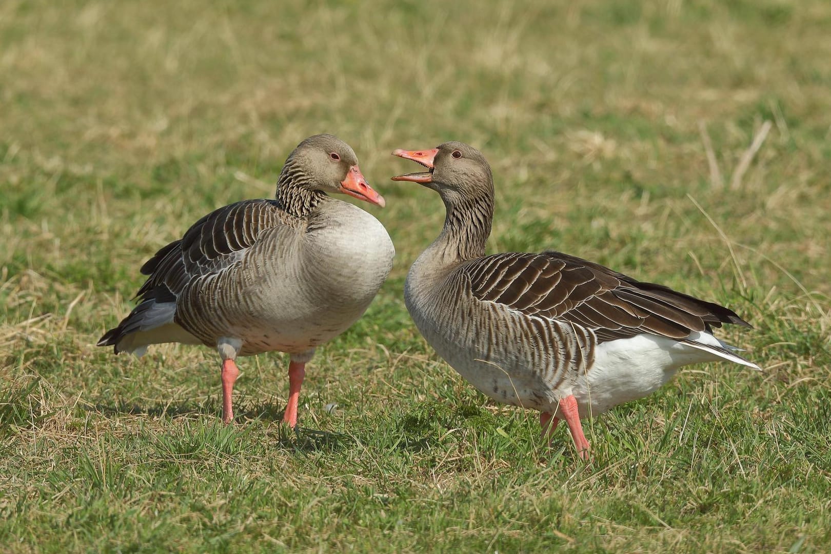 Ein Graugans-Pärchen auf einer Grünfläche (Symbolbild): Die Vögel nehmen immer wieder neue Lebensräume ein.
