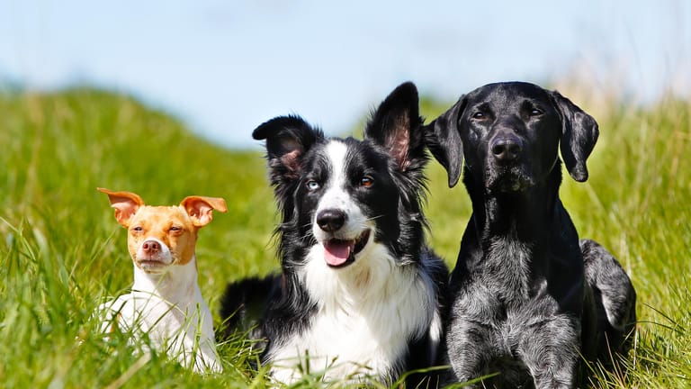 Labrador, Border Collie & Co.: Beeinflusst die Rasse eines Hundes wirklich sein Verhalten? Eine Studie gibt Aufschluss.