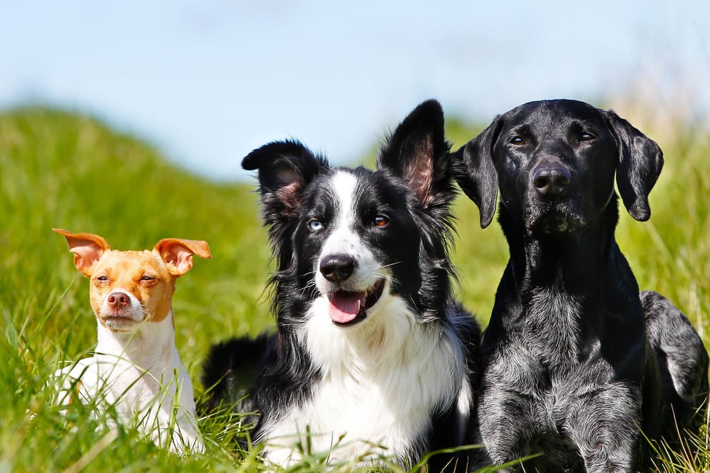 Labrador, Border Collie & Co.: Beeinflusst die Rasse eines Hundes wirklich sein Verhalten? Eine Studie gibt Aufschluss.
