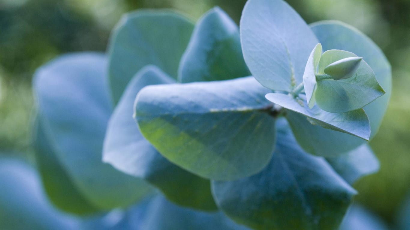 Eukalyptus: Die Sorte Eukalyptus Gunnii mit den silbrig schimmernden, blaugrünen Blättern eignet sich als Zimmer- oder Kübelpflanze.