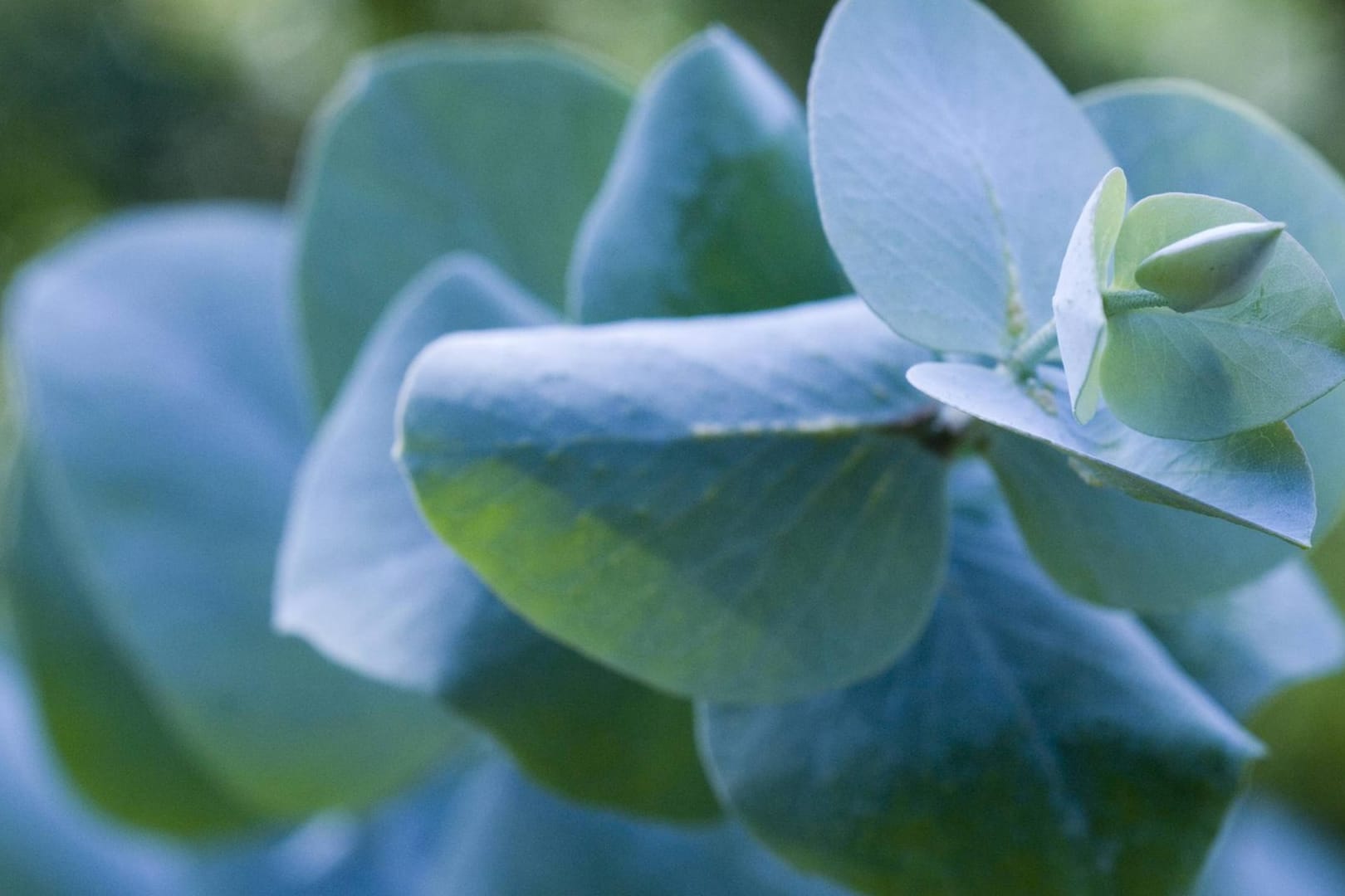 Eukalyptus: Die Sorte Eukalyptus Gunnii mit den silbrig schimmernden, blaugrünen Blättern eignet sich als Zimmer- oder Kübelpflanze.