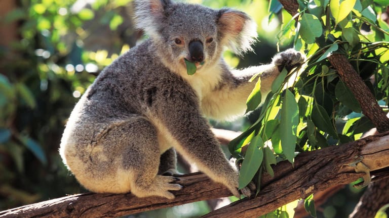 Australien: Die Eukalyptusarten, die Koalas gerne fressen, bilden große Bäume und duftende Wälder.