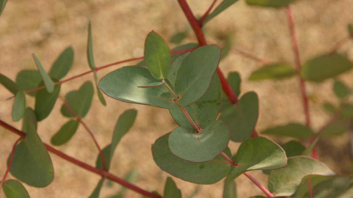 Pflanzenpflege: Eukalyptus braucht viel Wasser und sollte zudem regelmäßig zurückgeschnitten werden.