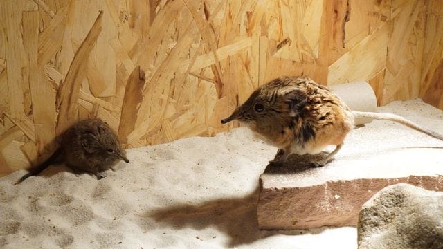 Rüsselspringer-Nachwuchs im Tiergarten Kleve