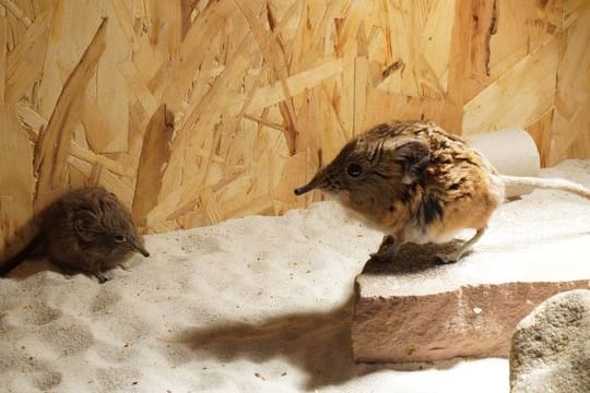 Rüsselspringer-Nachwuchs im Tiergarten Kleve