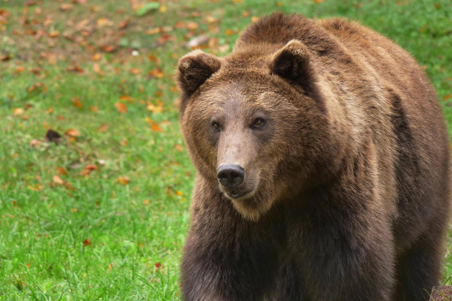 Europäischer Braunbär (Symbolbär): Zum ersten Mal seit zwei Jahren wurde ein Braunbär in Deutschland gesichtet.