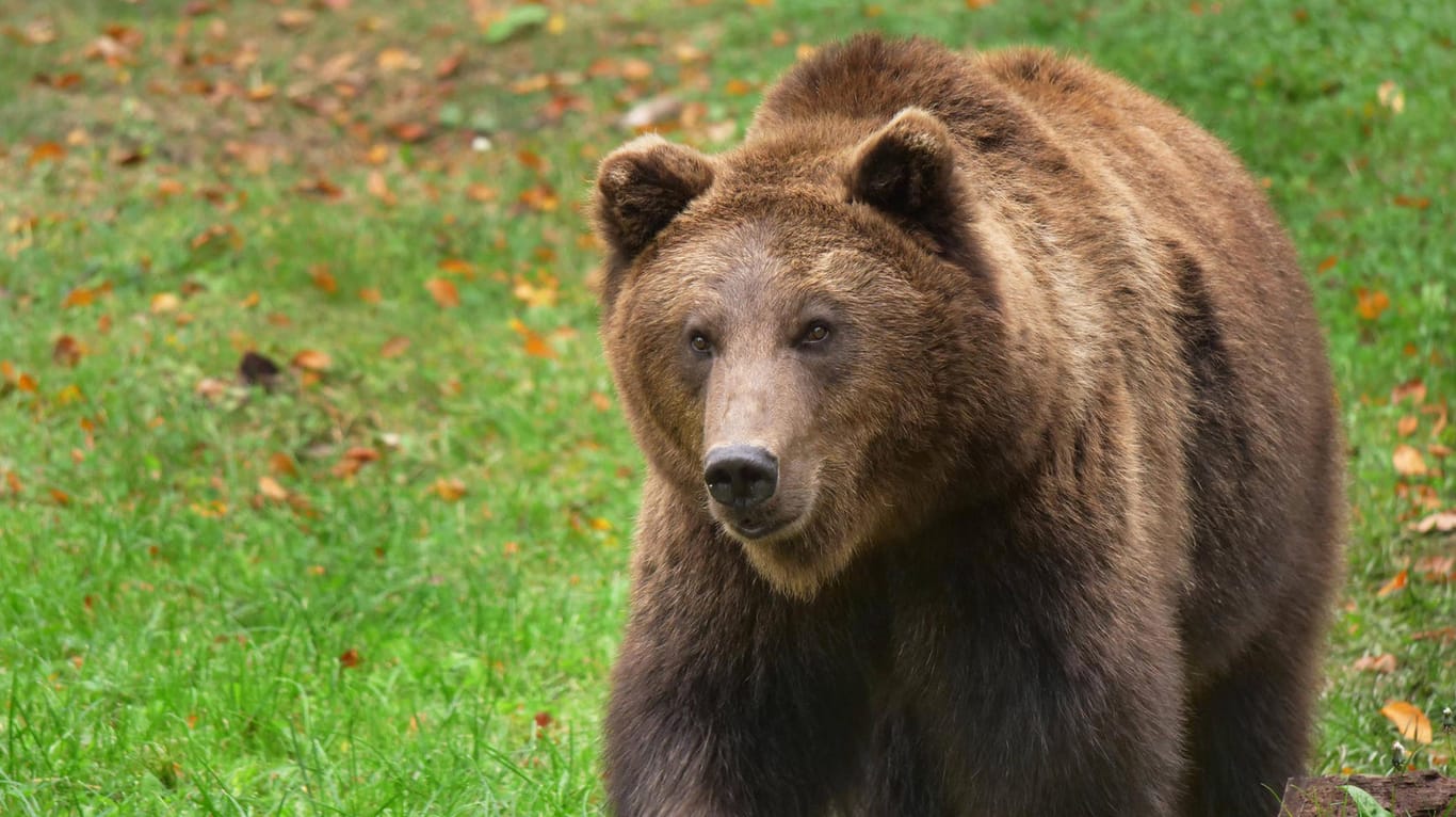 Europäischer Braunbär (Symbolbär): Zum ersten Mal seit zwei Jahren wurde ein Braunbär in Deutschland gesichtet.