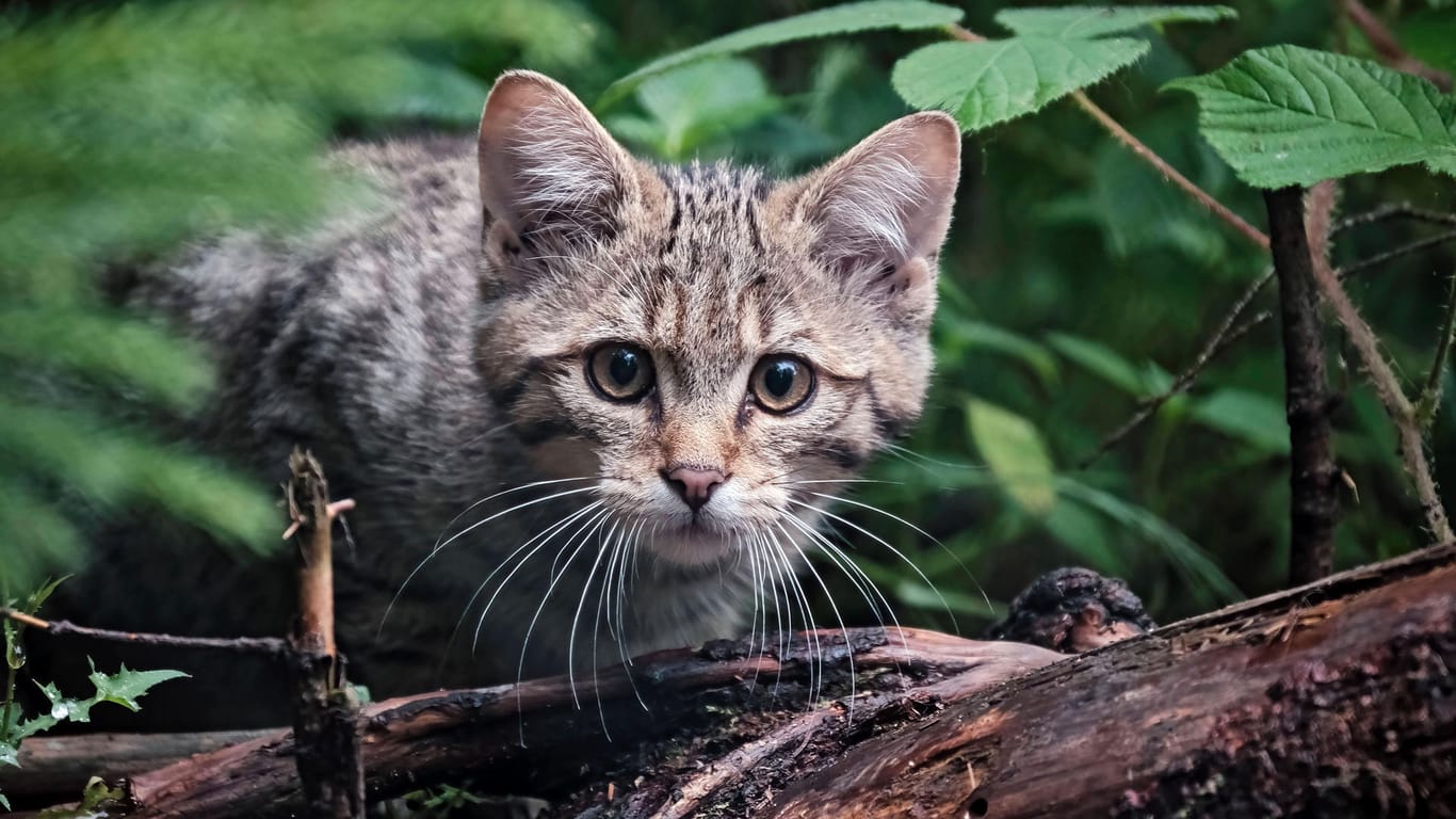 Europäische Wildkatze (Symbolbild): Die jungen Kätzchen verstecken sich gerne in Totholz.