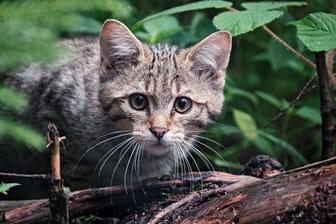 Europäische Wildkatze (Symbolbild): Die jungen Kätzchen verstecken sich gerne in Totholz.