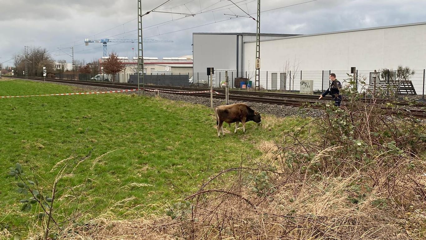 Pulheim: Eine Kuh steht in der Nähe von Gleisen. Der Wiederkäuer sorgte für eine Sperrung der Strecke.