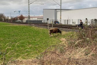 Pulheim: Eine Kuh steht in der Nähe von Gleisen. Der Wiederkäuer sorgte für eine Sperrung der Strecke.