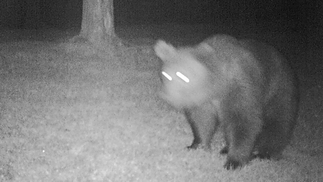 Bild der Wildkamera: Der Bär tappte in eine Fotofalle bei Garmisch-Patenkirchen.