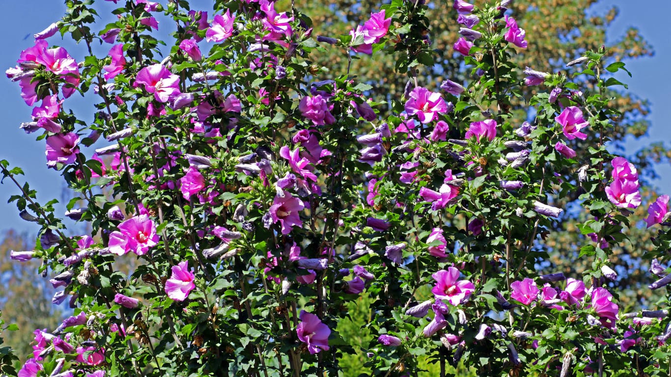 Freilandhibiskus: Wenn Sie Ihren Roseneibisch aufmerksam pflegen, dankt er es Ihnen mit farbenfroher Blütenpracht.