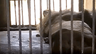 Grausamer Fund in Horror-Zoo schockiert die Welt